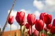 Tulpengrüße