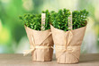 thyme herb plants in pots with beautiful paper decor thyme herb plants in pots with beautiful paper decor