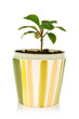 pot with house plant