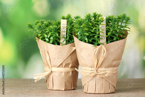  Herbs Plants on Photo  Thyme Herb Plants In Pots With Beautiful Paper Decor    Africa