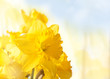 daffodils daffodils