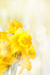 daffodils daffodils