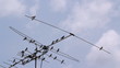Bird perched on the antenna