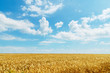 field of wheat under cloudy sky field of wheat under cloudy sky