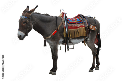 Photo: Donkey Donkey