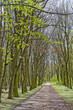 menschenleerer Waldweg