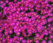 Aster Rote Blumen