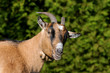 Braune Ziege