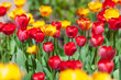 Colorful tulips in meadow