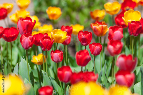 Photo: Colorful tulips in meadow Colorful tulips in meadow