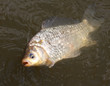Fighting the Carp (Crucian Carp) on a fishing line. Fighting the Carp (Crucian Carp) on a fishing line.