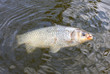 Fighting the Carp (Crucian Carp) on a fishing line. Fighting the Carp (Crucian Carp) on a fishing line.