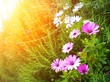 Flowers on sunny field.