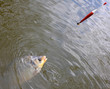Fighting the Carp (Crucian Carp) on a fishing line.