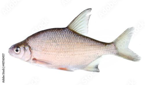 Photo: The Silver Bream (Abramis Brama). The Silver Bream (Abramis Brama).