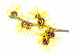 Witch Hazel Isolated