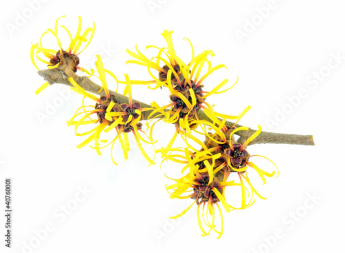 Photo: Witch Hazel Isolated Witch Hazel Isolated