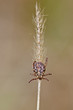 garrapata