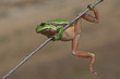 hyla arborea