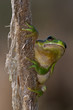 hyla arborea
