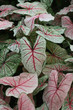 Caladium