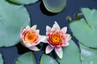 Water lilies in a pond