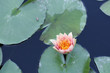 Water lily in a pond