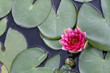 Water lily in a pond