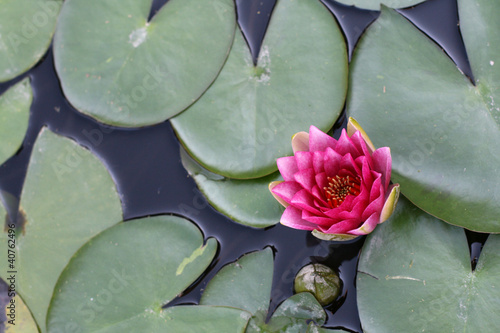 Photo: Water lily in a pond Water lily in a pond