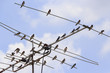 common tailor birds perched on antenna