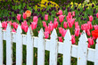 Tulip garden with fence