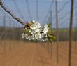 apple tree flowers