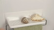 Decorating a bathroom shelf with seashells. Decorating a bathroom shelf with seashells.