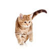 A playful running kitten A playful running kitten
