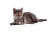 Lying pretty brittish tabby kitten