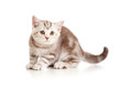 A playful kitten. British breed. Marmor.