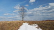 Lonely tree in the springtime, time lapse clip