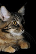 Maine Coon Cat