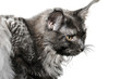 Maine Coon Cat