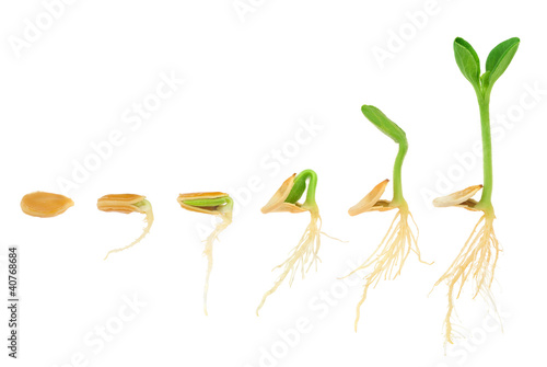 Photo: Sequence of pumpkin plant growing isolated, evolution concept Sequence of pumpkin plant growing isolated, evolution concept