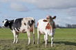 cow smelling springtime in the air