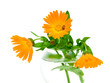 marigold flowers and ladybug on a white background