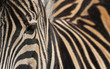 Zebra close up