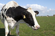 cow in meadow