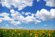 sunflower field