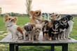 groupe de chihuahuas