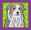 Australian Shepherd Cartoon