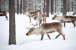 reindeer