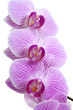 Orchid