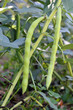 Planta de habas